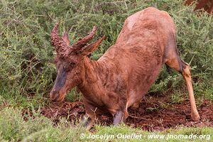 Parc national Mokala - Afrique du Sud