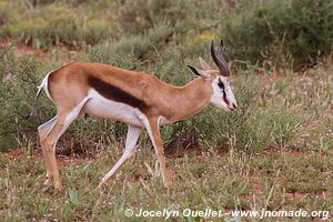 Parc national Mokala - Afrique du Sud