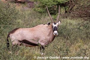 Parc national Mokala - Afrique du Sud