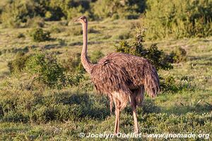 Parc national Addo Elephant - Afrique du Sud