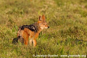 Parc national Addo Elephant - Afrique du Sud