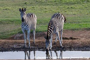 Parc national Addo Elephant - Afrique du Sud