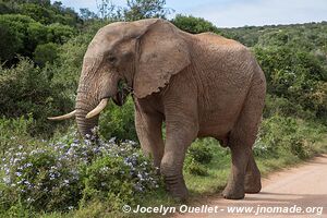 Parc national Addo Elephant - Afrique du Sud