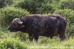 Addo Elephant National Park - South Africa