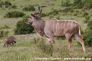 Parc national Addo Elephant - Afrique du Sud