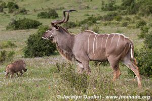 Addo Elephant National Park - South Africa