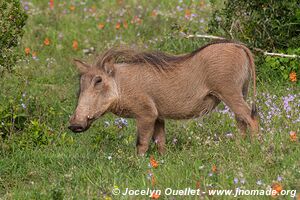 Parc national Addo Elephant - Afrique du Sud