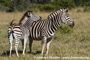 Parc national Addo Elephant - Afrique du Sud