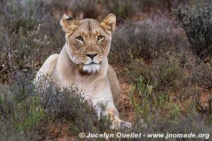 Parc national de Karoo - Afrique du Sud