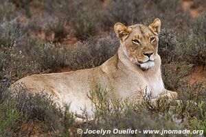 Parc national de Karoo - Afrique du Sud