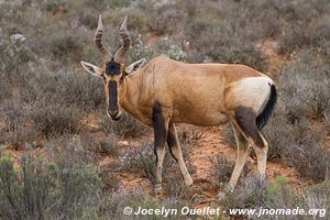 Parc national de Karoo - Afrique du Sud