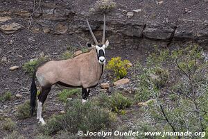 Parc national de Karoo - Afrique du Sud