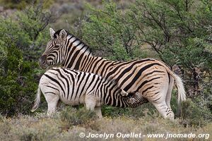 Parc national de Karoo - Afrique du Sud