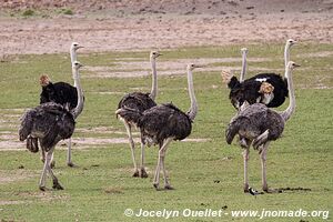 Parc national de Karoo - Afrique du Sud