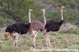 Camdeboo National Park - South Africa