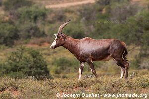 Parc national de Camdeboo - Afrique du Sud