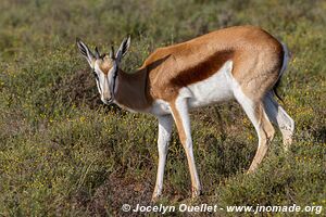 Parc national de Camdeboo - Afrique du Sud