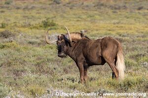 Parc national de Camdeboo - Afrique du Sud