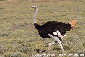 Parc national de Camdeboo - Afrique du Sud