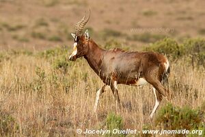 Parc national de Mountain Zebra - Afrique du Sud