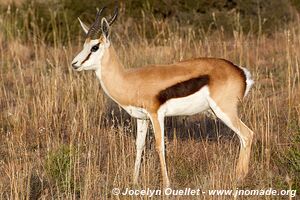 Parc national de Mountain Zebra - Afrique du Sud