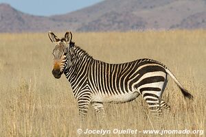 Parc national de Mountain Zebra - Afrique du Sud
