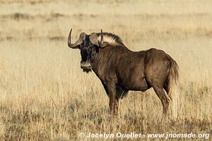 Parc national de Mountain Zebra - Afrique du Sud