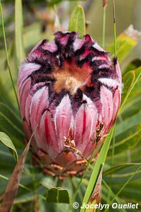 Tsitsikamma National Park - South Africa