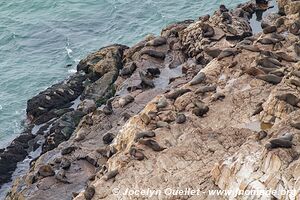 Réserve naturelle Robberg - Garden Route - Afrique du Sud