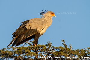 Parc transfrontalier de Kgalagadi - Botswana