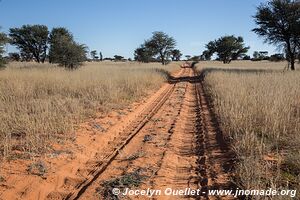 Parc transfrontalier de Kgalagadi - Botswana