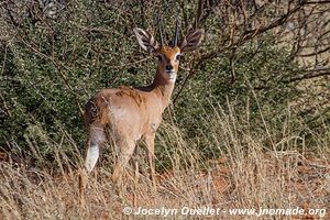 Parc transfrontalier de Kgalagadi - Botswana