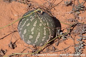 Kgalagadi Transfrontier Park - Botswana