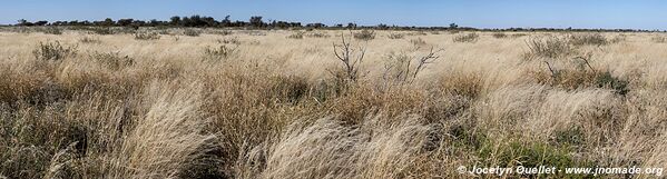 Réserve faunique du Central Kalahari - Botswana