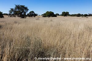 Parc transfrontalier de Kgalagadi - Botswana
