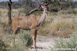 Réserve faunique de Khutse - Botswana