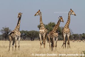 Réserve faunique de Khutse - Botswana