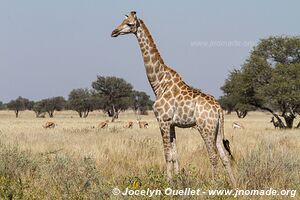 Réserve faunique de Khutse - Botswana