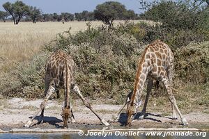 Réserve faunique de Khutse - Botswana