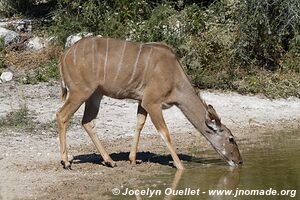 Réserve faunique de Khutse - Botswana