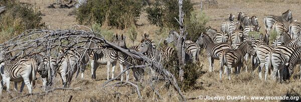 Parc national de Makgadikgadi - Botswana