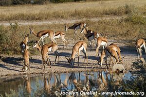 Réserve faunique de Khutse - Botswana