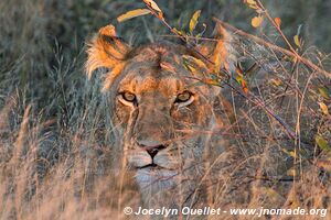 Réserve faunique de Khutse - Botswana