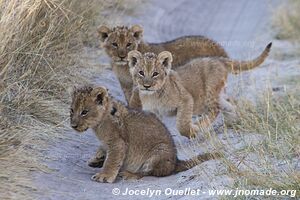 Khutse Game Reserve - Botswana