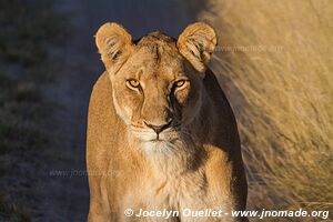 Réserve faunique de Khutse - Botswana