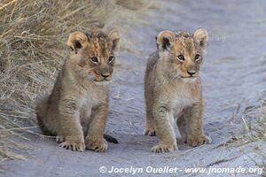 Réserve faunique de Khutse - Botswana