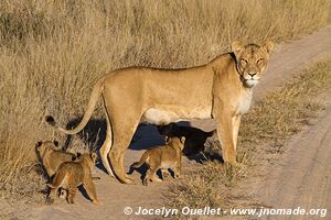 Khutse Game Reserve - Botswana