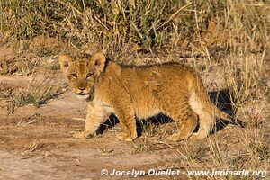 Khutse Game Reserve - Botswana