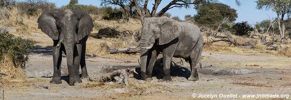 Parc national de Makgadikgadi - Botswana