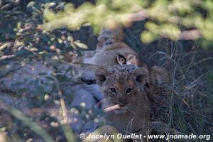 Réserve faunique de Khutse - Botswana